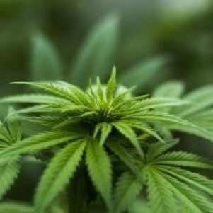 ¿Son legales los clubes sociales de cannabis en España?